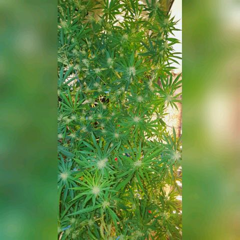 Gorilla Glue  growlog photo: Defoliation at it finest. 3 Std mit abbinden erstes Bild von oben. Äste gerichtet für airflow. 4 Woche blüte 
