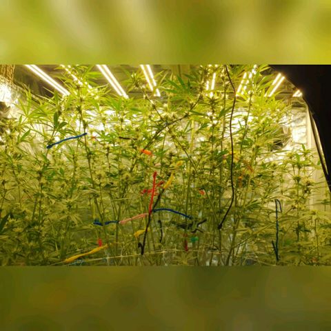 Gorilla Glue  growlog photo: Defoliation at it finest. 3 Std mit abbinden erstes Bild von oben. Äste gerichtet für airflow. 4 Woche blüte 