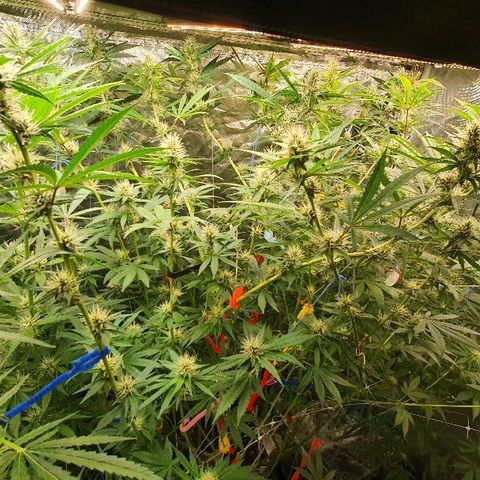 Gorilla Glue  growlog photo: Update 