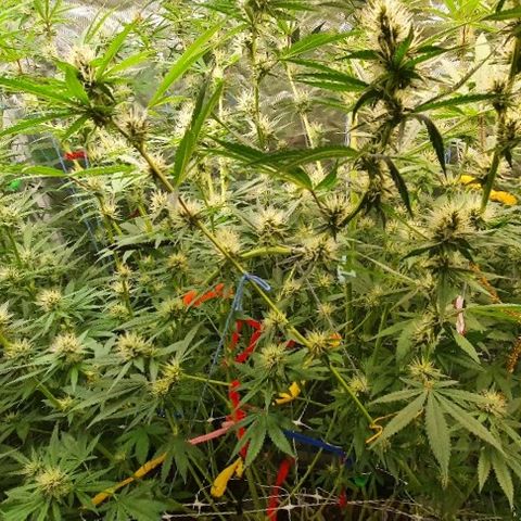 Gorilla Glue  growlog photo: Update 