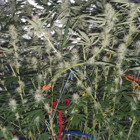 Gorilla Glue  growlog photo: Nightshots