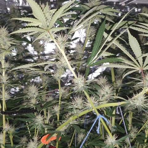 Gorilla Glue  growlog photo: Nightshots