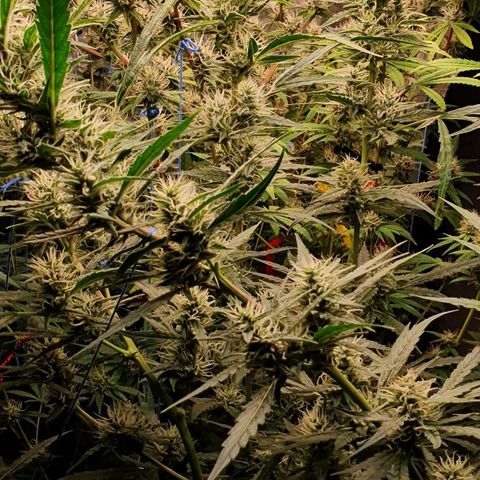 Gorilla Glue  growlog photo: Snaps 