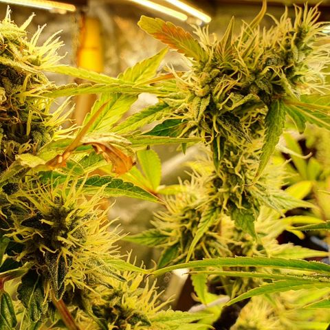 Gorilla Glue  growlog photo: Snaps 