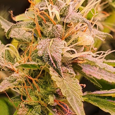 Gorilla Glue  growlog photo: Snaps 