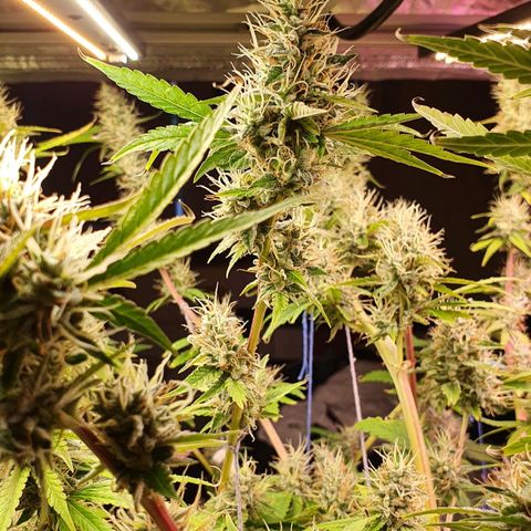 Gorilla Glue  growlog photo: Last defoliation 