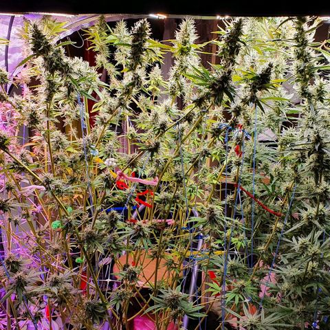 Gorilla Glue  growlog photo: Last defoliation 