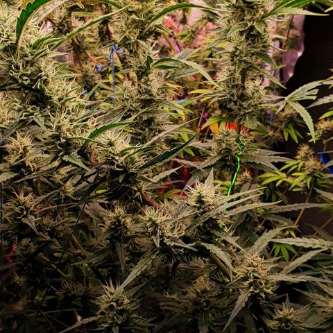 Gorilla Glue  growlog photo: Last defoliation 