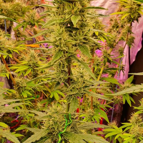 Gorilla Glue  growlog photo: Last defoliation 