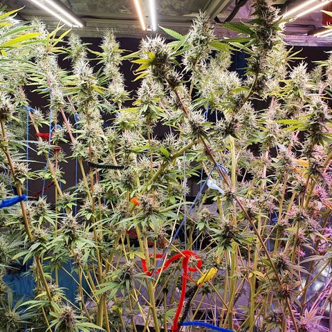 Gorilla Glue  growlog photo: Last defoliation 
