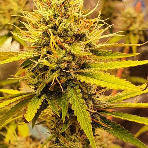 Gorilla Glue  growlog photo: Go to the final 