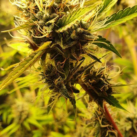 Gorilla Glue  growlog photo: Go to the final 