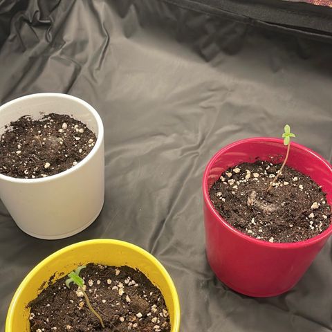 Eddy & Jeff growlog timeline photo