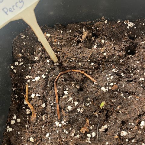 Skittles x tangi growlog timeline photo