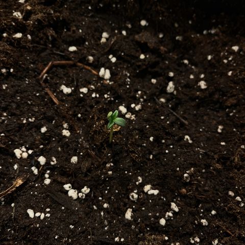 Skittles x tangi growlog timeline photo