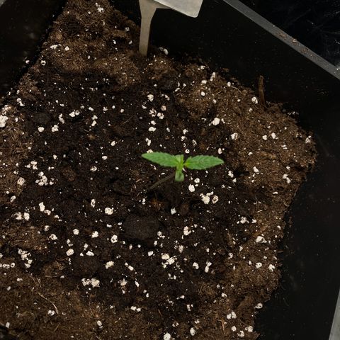 Eddy & Jeff growlog timeline photo