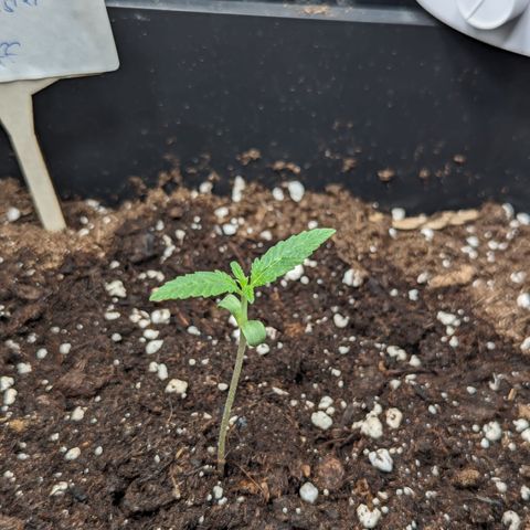 Eddy & Jeff growlog timeline photo