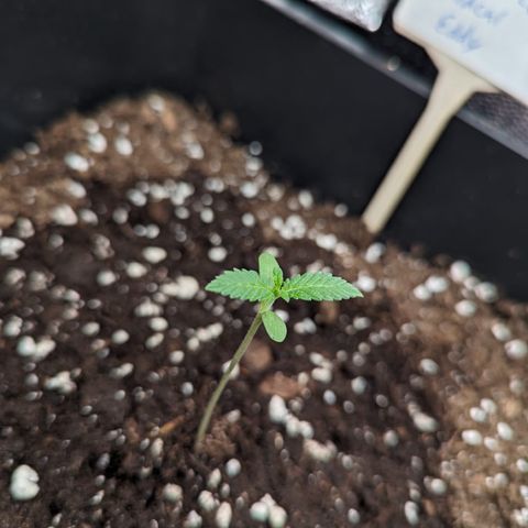 Eddy & Jeff growlog timeline photo