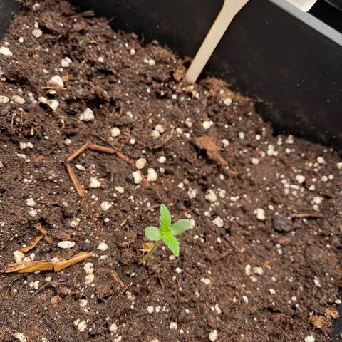 Skittles x tangi growlog timeline photo