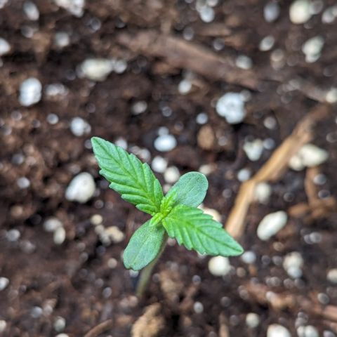 Skittles x tangi growlog timeline photo