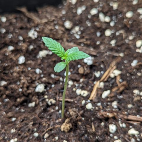 Skittles x tangi growlog timeline photo