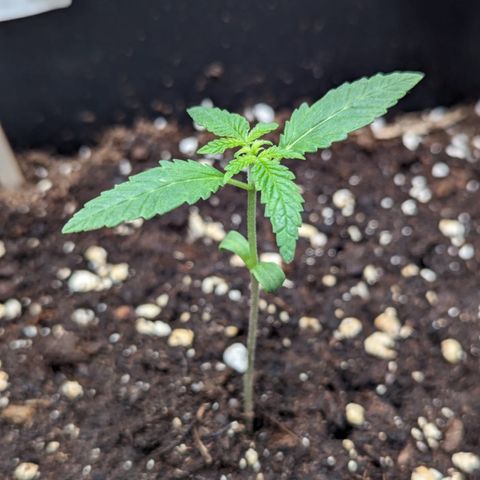 Eddy & Jeff growlog timeline photo