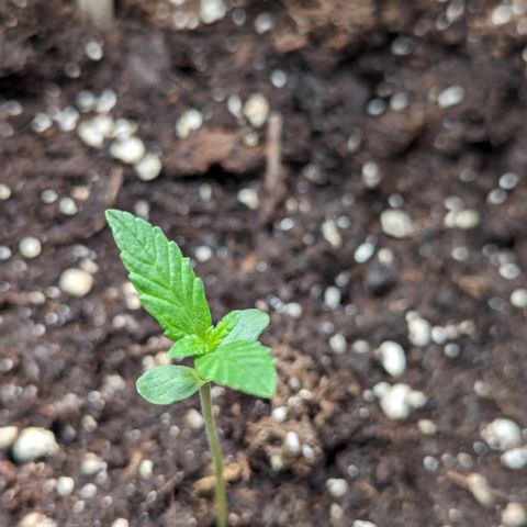Skittles x tangi growlog timeline photo