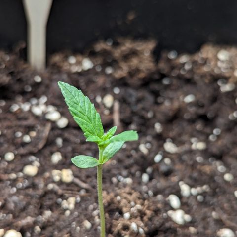 Skittles x tangi growlog timeline photo