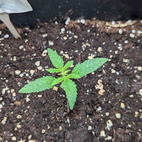Eddy & Jeff growlog timeline photo