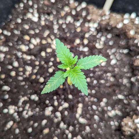 Eddy & Jeff growlog timeline photo
