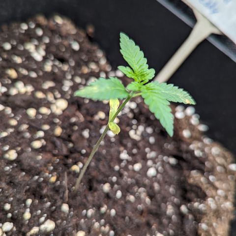 Eddy & Jeff growlog timeline photo