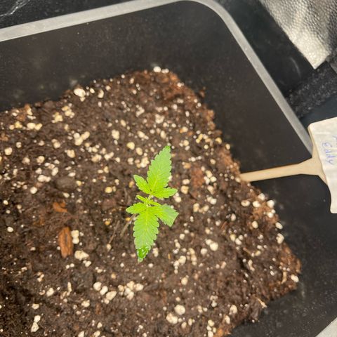 Eddy & Jeff growlog timeline photo