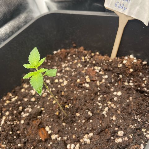 Eddy & Jeff growlog timeline photo