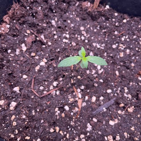 Skittles x tangi growlog timeline photo