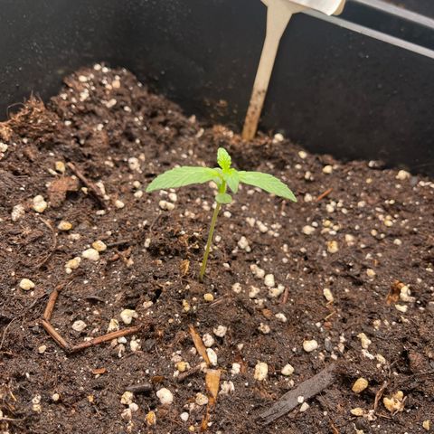 Skittles x tangi growlog timeline photo