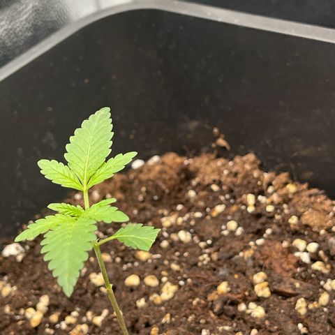 Eddy & Jeff growlog timeline photo