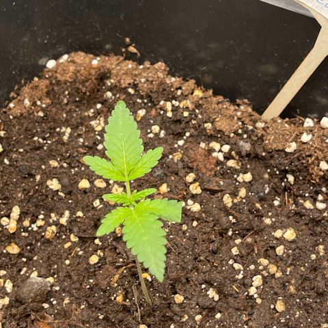 Eddy & Jeff growlog timeline photo