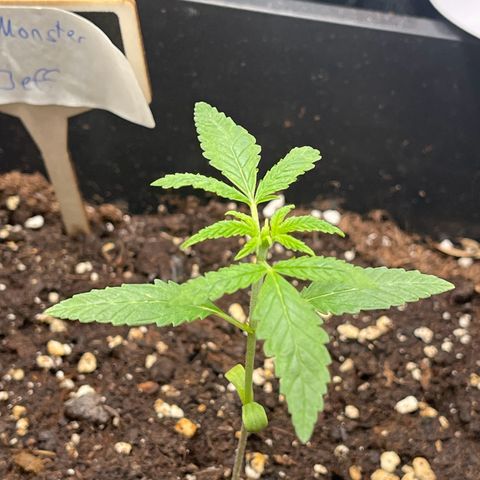Eddy & Jeff growlog timeline photo