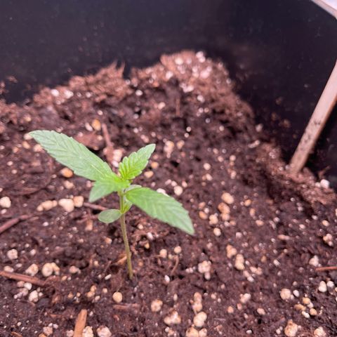 Skittles x tangi growlog timeline photo