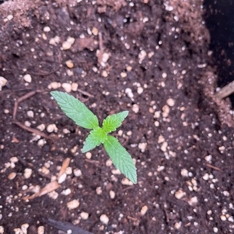 Skittles x tangi growlog timeline photo