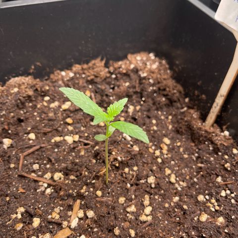 Skittles x tangi growlog timeline photo