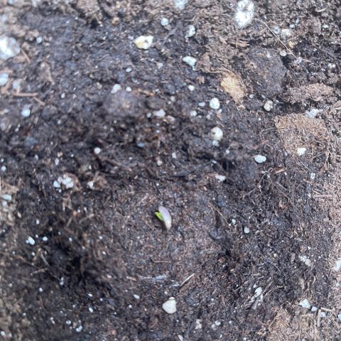 ,,Livia,, Wedding Cake Auto growlog timeline photo