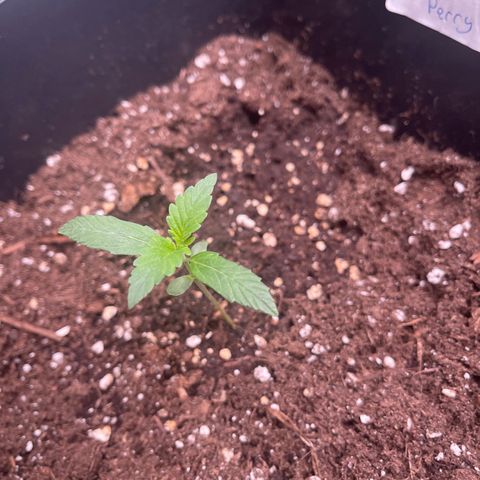 Skittles x tangi growlog timeline photo