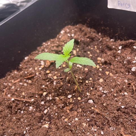 Skittles x tangi growlog timeline photo