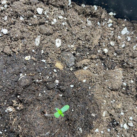 ,,Livia,, Wedding Cake Auto growlog timeline photo