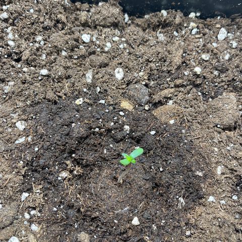 ,,Livia,, Wedding Cake Auto growlog timeline photo