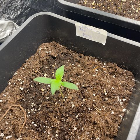 Skittles x tangi growlog timeline photo
