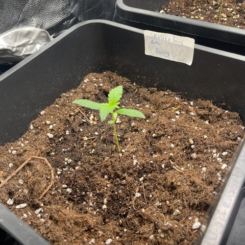 Skittles x tangi growlog timeline photo