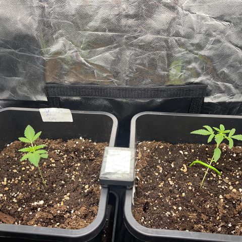 Eddy & Jeff growlog timeline photo