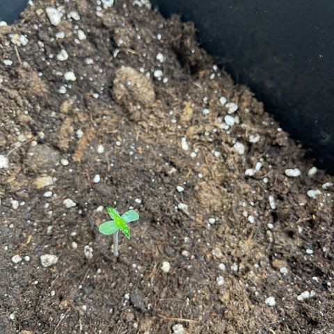 ,,Livia,, Wedding Cake Auto growlog timeline photo